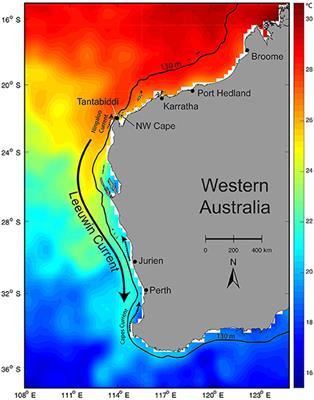 Use of Particle Tracking to Determine Optimal Release Dates and Locations for Rehabilitated Neonate Sea Turtles